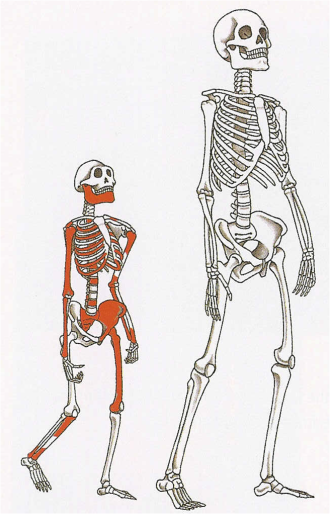Modern human skeleton with Lucy (Australopithecus afarensis)